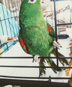 Dog Crates for Small Dogs - Dog Crate 20" Pet Cage Single-Door Best for Puppy & Kitten Pets - Wire Metal Kennel Cages with Tray - in-Door Foldable & Portable for Animal Out-Door Travel 20.0"L x 13.0"W x 16.0"H 45 81Hiu0ZwtPL 1