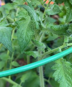 Bonide Captain Jack's Neem Oil, 16 oz. Concentrate, Multi-Purpose Fungicide, Insecticide and Miticide for Organic Gardening 27 81Hm8as0jGL