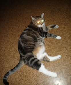 TEMPTATIONS Classic Crunchy and Soft Cat Treats Feline Favorite Variety Pack, 3 oz. Pouches,4 Count 4 Count (Pack of 1) 32 81HmeQc1Y9L