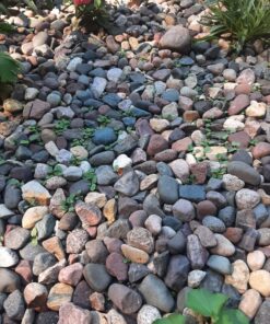 Outsidepride Viola Johnny Jump Up Wild Flowers & Ground Cover Plants - 5000 Seeds Johnny-jump Up 58 81HnHNKVkhL