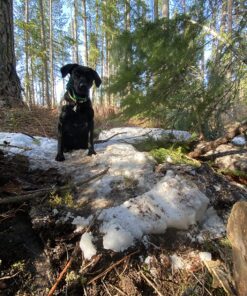 Silky KATANABOY Professional 500mm Folding Saw XL Teeth (403-50) 37 81HpHbu9acL