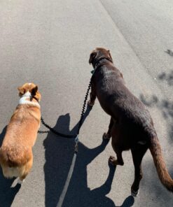 Pet Dog Double Leashes - No Tangle Dog Leash Coupler, Comfortable Shock Absorbing Reflective Bungee Lead for Nighttime Safety, Dual Dog Training Leash for Small, Medium & Large Dogs (Black) 28 81Hs8jmR7L