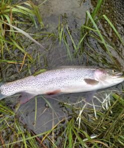 Okuma Voyager Spinning Freshwater Travel Kit, VS-605-20, Blue Fishing Rod Reel Combo 32 81HsgI6HbUL