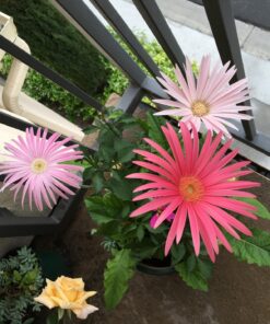 Outsidepride Gerbera Daisy Indoor House Plant or Flower Mix for Outdoor Containers, Pots, Planters, Beds - 100 Seeds 27 81Hury1Y3CL