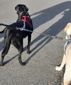 Mighty Paw Dual Dog Leash - Suitable for Two Dogs - Leash for 2 Dogs No Tangle - Leash Splitter - Large and Small Dog Compatible - Dual Leash Attachment - Double Clip Dog Leash Coupler - Dog Splitter Double Leash Standard | Dogs 30+ lbs 36 81I0aqRWFmL