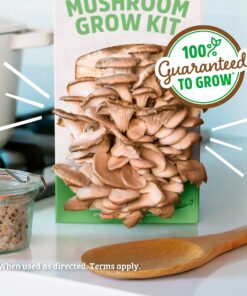 Back to the Roots Organic Oyster Mushroom Grow Kit, Harvest Gourmet Mushrooms In 10 Days 1 Count (Pack of 1) 49 81I0mGqyvYL