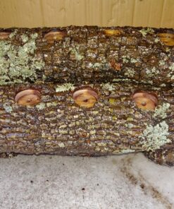 Art ‘N Glow Epoxy Resin for Clear Casting and Coating - 32 Ounce Kit - Perfect for Molds, Crafts, Tumblers, Jewelry, Wood - Food Safe, Non Yellowing, Bubble Free, and Made in The USA 34 81I4EnlaFhL