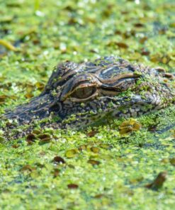 Nikon AF-S FX NIKKOR 80-400mm f.4.5-5.6G ED Vibration Reduction Zoom Lens with Auto Focus for Nikon DSLR Cameras Lens Only 42 81ID4pVHbPL