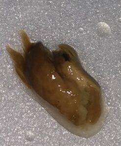 Go Nutrients Intestinal Edge Gut Detox Cleanse for Humans: Enhance Digestive Health, Boost Energy, Clear Skin with Black Walnut, Wormwood, Clove & Gentian Root for Adults & Kids 2oz Liquid Drops 33 81ID5nSxiL