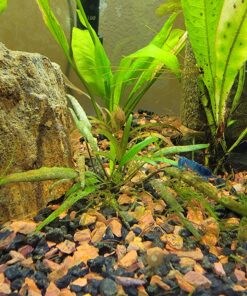 Seachem Flourish Excel 500 ml 38 81IFNcLuklL