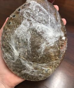 New Age Smudges & Herbs® 5 - 6 inches Premium Natural Abalone Shell &Wooden Stand~ Smudging, Cleansing Home, Meditation, Incense Holder, Home Décor, 100% Natural & Sustainable. 65 81IIeth2mL 1