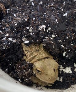 FoxFarm FX14047 2-Cubic Feet FoxFarm Happy Frog Potting Soil 2 cubic feet 22 81IKVbdoIrL