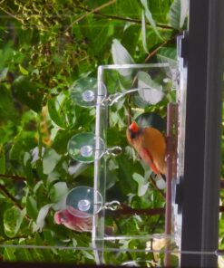 Tranquil Outdoors Large Acrylic Window Bird Feeder: Strong Removable Suction Cup Mounted Outdoor Bird House Feeder, Clear Birdfeeders for Large & Small Birds. Best See Thru Feeder for Bird Watching 45 81IO3dqALgL 1