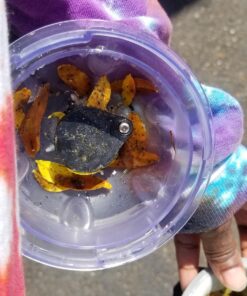 Intex Handheld Rechargeable Vacuum with Telescoping Aluminum Shaft and Two Interchangeable Brush Heads , Gray/Black 41 81IOki1gkeL