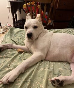 Zodiac Flea & Tick Powder for Dogs, Puppies, Cats & Kittens beige Small 13 81IPvV2SCZL