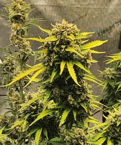 Alternative view of Advanced Nutrients Overdrive Fertilizer, 250 mL 8.45 Fl Oz (Pack of 1)