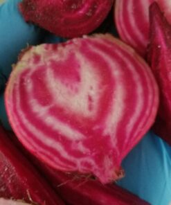 Seed Needs, 1,500+ Rainbow Beet Seed Mixture - 8 Variety Heirloom Mix (Beta vulgaris) Bulk Non-GMO 51 81IWUDtZCxL