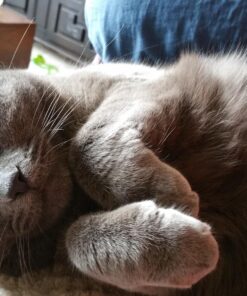 FELINE GREENIES Natural Dental Care Cat Treats Tempting Tuna Flavor, 2.1 oz. Pouch 2.1 Ounce (Pack of 1) 28 81IYztV6fsL