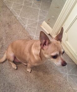 Pet Grooming Dog & Cat Brush For Shedding, Effective for Long & Short Hair Pet Grooming Tool, Reduces Dogs and Cats Shedding Hair By More Than 95%, The Professional Deshedding Tool 33 81IbFEWjMmL