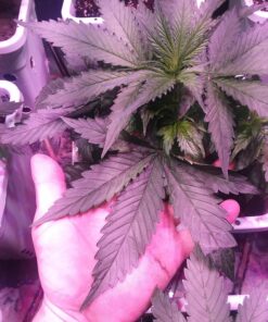 AGLEX 420W COB LED Grow Light, Full Spectrum Plant Grow Lamp with Daisy Chain Veg and Bloom Switch for Hydroponic Greenhouse Indoor Plant Veg and Flower (C2000) C2000 60 81IcxjQTl7L