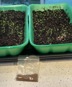 8,000 Foxglove Mix Seeds (Digitalis Purpurea) - by Seeds2Go 12 81Ih uHF2rL