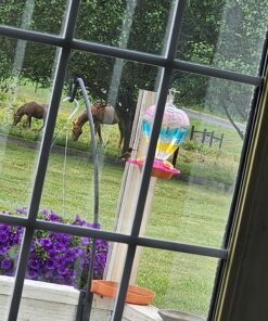 Kaytee Hummingbird ElectroNectar Wild Bird Food, Ready to Use, 64 Ounces 64 oz Ready To Use 36 81IkM1C5DnL