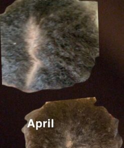 Wild Growth Hair Oil 4 Oz 4 Fl Oz (Pack of 1) 24 81IpVLftMfL