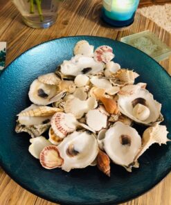 Sea Shells Mixed Beach Seashells - Various Sizes up to 2" Shells -Bag of Approx. 50 Seashells Seashells1 59 81IpYD2QzL