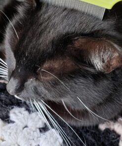 Coastal Pet - Safari - Cat Flea Combs - Grooming Supplies 24 81IpzKoEjNL