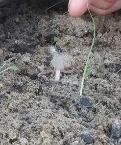 Backyard Morel Mushroom Growing Kit - MOREL HABITAT KIT ® 49 81Iqrll94lL