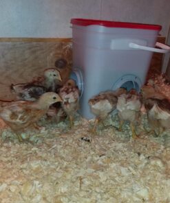 RentACoop 20lb BPA-Free Chicken Feeder with Large Ports - Includes Lid, Anti-Roost Cone, Ports, Rain Hoods - Suitable for Chickens - Corner Placement 30 81It4AiDd1L