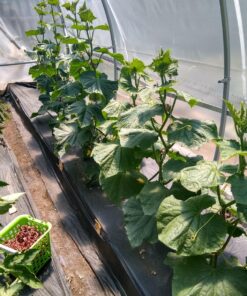 Organic Kelp Fertilizer by GS Plant Foods - Omri Listed(1 Gallon) - Liquid Kelp Concentrate for Gardens, Lawns & Soil Yields 800+ gallons 1 Gallon 34 81ItKYZjU5L 3