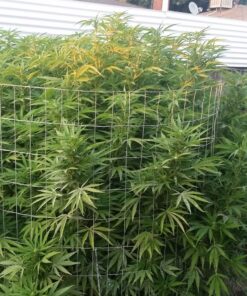 Safer Brand 5163 Caterpillar Killer II Concentrate, 16 Oz For Insects 1 Pack 21 81ItKdfKy6L