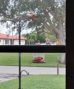 Wagner's 62004 Eastern Regional Wild Bird Food, 20-Pound Bag 24 81Ix0v0SS5L