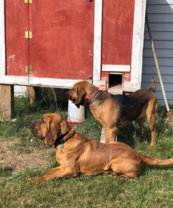 Petrainer Training Collar for Dogs - Waterproof Rechargeable Dog Training E-Collar with 3 Safe Correction Remote Training Modes, Static, Vibration, Beep for Dogs Small, Medium, Large 42 81IxmiEZdmL