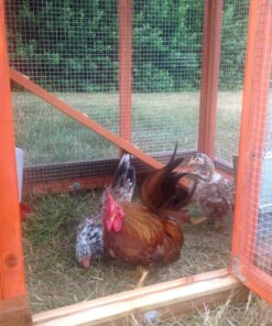 TRIXIE Pet Products Chicken Coop with Outdoor Run, 66.75 x 30.25 x 41.25 inches 66.8"L x 30.3"W x 41.3"H 56 81IzQofWGvL