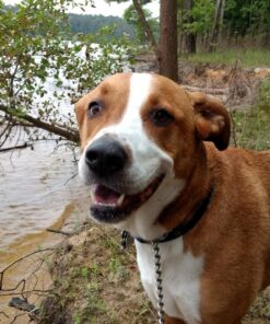 Pet MD - Canine Tabs Plus 365 Count - Advanced Multivitamins for Dogs - Natural Daily Vitamin and Mineral Nutritional Supplement - Liver Flavored Chewable Tablets 22 81J wgCZ2EL