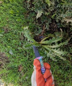 Garden Tools Set, JUMPHIGH 10 Pieces Gardening Tools with Purple Floral Print, Ergonomic Handle Trowel Rake Weeder Pruner Shears Sprayer, Garden Hand Tools with Carrying Case Gardening Gifts for Women 36 81J0kj3XoEL