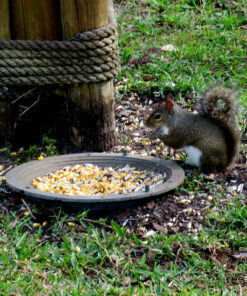 Audubon Park 12243 Critter Crunch Wild Bird and Critter Food, 15-Pounds 24 81J3Cr4MjdL