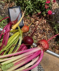 Seed Needs, 1,500+ Rainbow Beet Seed Mixture - 8 Variety Heirloom Mix (Beta vulgaris) Bulk Non-GMO 39 81JDTidqaoL