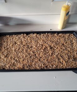 Hard Red Winter Wheat Berries | 5 LBS | Family Farmed in Washington State | Non-GMO Project Verified | 100% Non-Irradiated | Certified Kosher Parve | Field Traced | Burlap Bag 5 Pound (Pack of 1) 50 81JFc6lJrQL