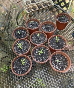 Burpee SteakHouse Hybrid Non-GMO Large Beefsteak Garden Produces Giant 3 LB Fresh Tomatoes | Vegetable Planting, 25 Seeds 41 81JI8YeuVGL