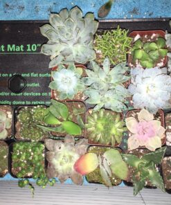 Shop Succulents Unique Succulent Plant Pack Bulk Collection - Live Mini Succulent Plants, Low Maintenance, Exceptional Colors & Textures - Wedding and Party Favors, Gift & Garden, Pack of 20 20-Pack Succulent Packs 60 81JILTH1F4L