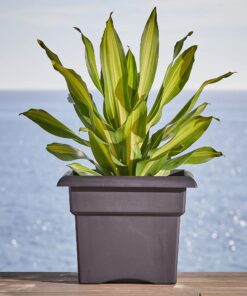 Bloem Veranda Deck Box Planter Square: 18" - Black 18" 27 81JInu1WRVL