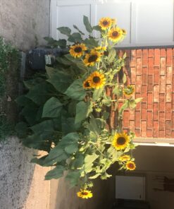 Seed Needs, Firecracker Sunflower (Helianthus annuus) Twin Pack of 85 Seeds Each 32 81JN1moCZJL