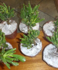 Hobbit Jade Plant - Crassula ovuta - Easy to Grow - 4.5" Pot 23 81JUb307fAL