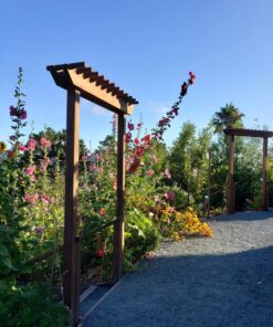 Outsidepride Indian Springs Hollyhock Garden Flower Climbing Vine Plant Mix - 1000 Seeds Indian Spring 26 81JUqqIPCLL