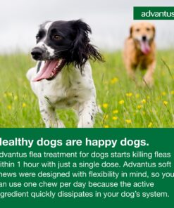 Advantus (Imidacloprid) Chewable Flea Treatment for Large Dogs, 7 Count, 23-110 Pound 27 81JWa5u8LnL 1