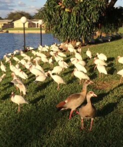 Happy Hen Treats Party Mix Mealworm and Oats, 2-Pound Original Version 13 81JXBnyljyL