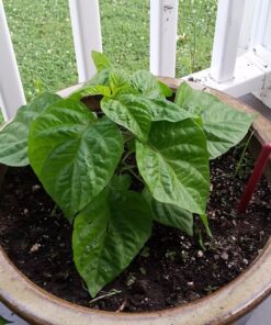 Moruga Scorpion Pepper - Grow Your Own Hottest Pepper in the World! - 2,000,000SHU 3oz/85gr 20 81JXa433SML 1